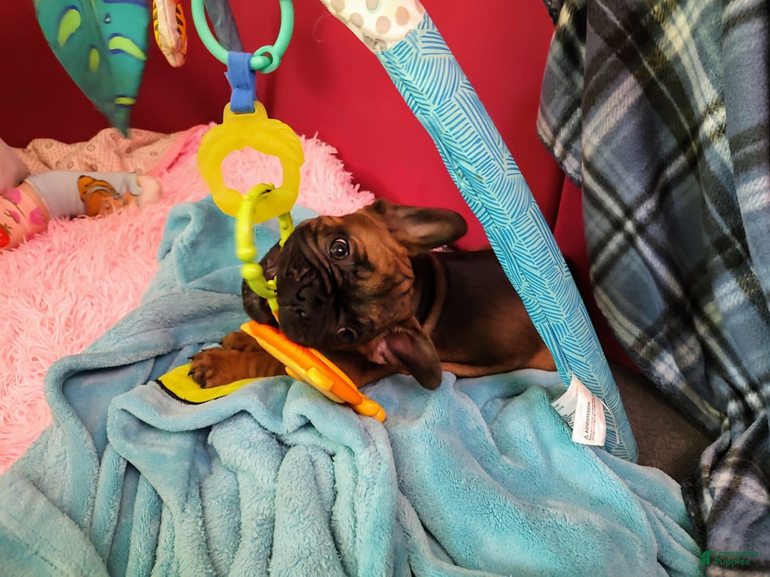 French Bulldog dogs for sale: Apollo Akc 🐾 - Image 24