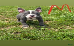 American Bully dogs for sale: Cash - Image 1