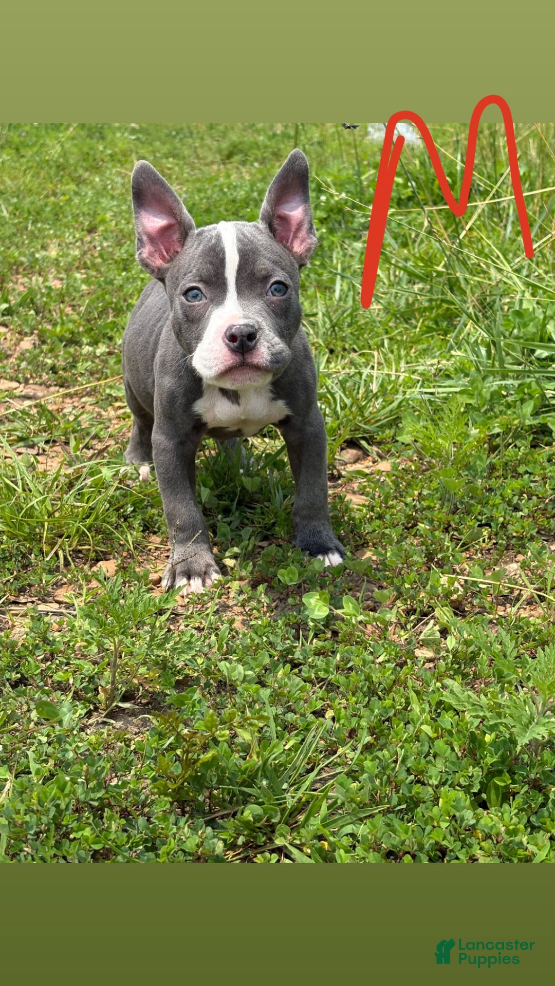 American Bully dogs for sale: Cash - Image 1