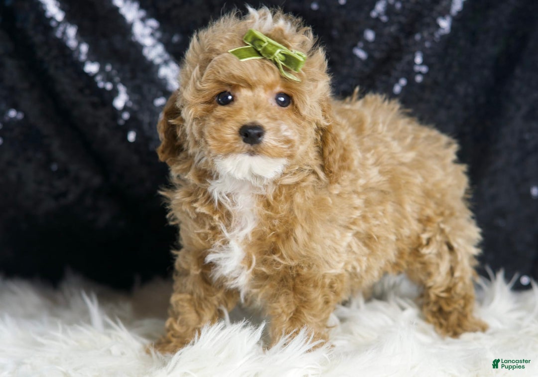 Maltipoo dogs for sale: Eminem - Image 4