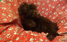 Aussiedoodle dogs for sale: CHOCOLATE - Image 2