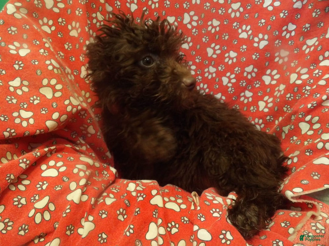 Aussiedoodle dogs for sale: CHOCOLATE - Image 2