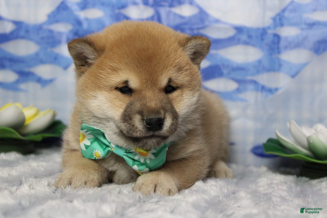 Shiba Inu dogs for sale: Larry - Image 13