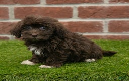 Havanese dogs for sale: Logan - Image 6