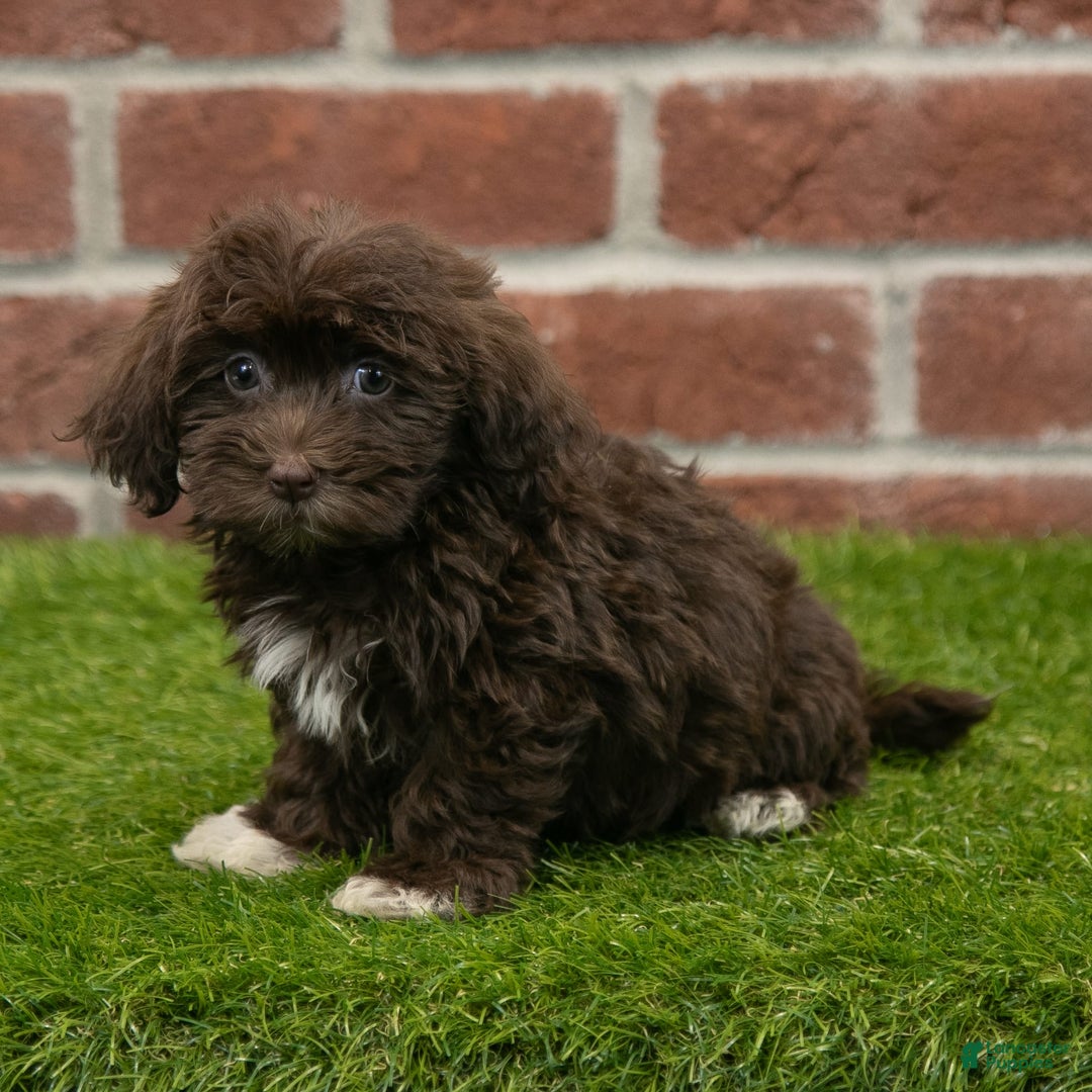 Havanese dogs for sale: Logan - Image 6