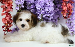 Yorkiepoo dogs for sale: Leo - Image 4