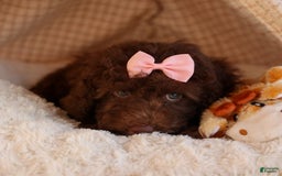 Cockapoo dogs for sale: Barb - Image 8