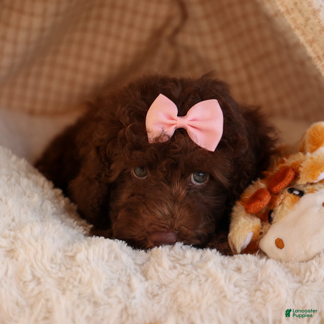 Cockapoo dogs for sale: Barb - Image 8