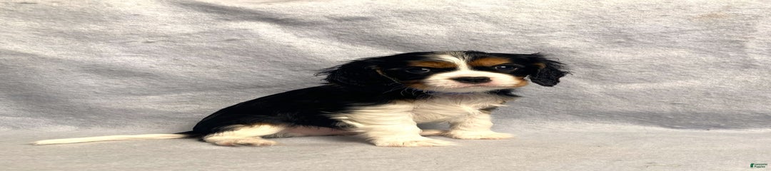 Bo
