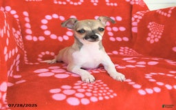 Chihuahua dogs for sale: Pete - Image 2