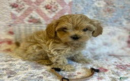 Maltipoo dogs for sale: Britney - Image 1