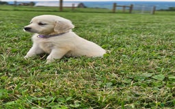 Golden Retriever dogs for sale: Jasmine - Image 3