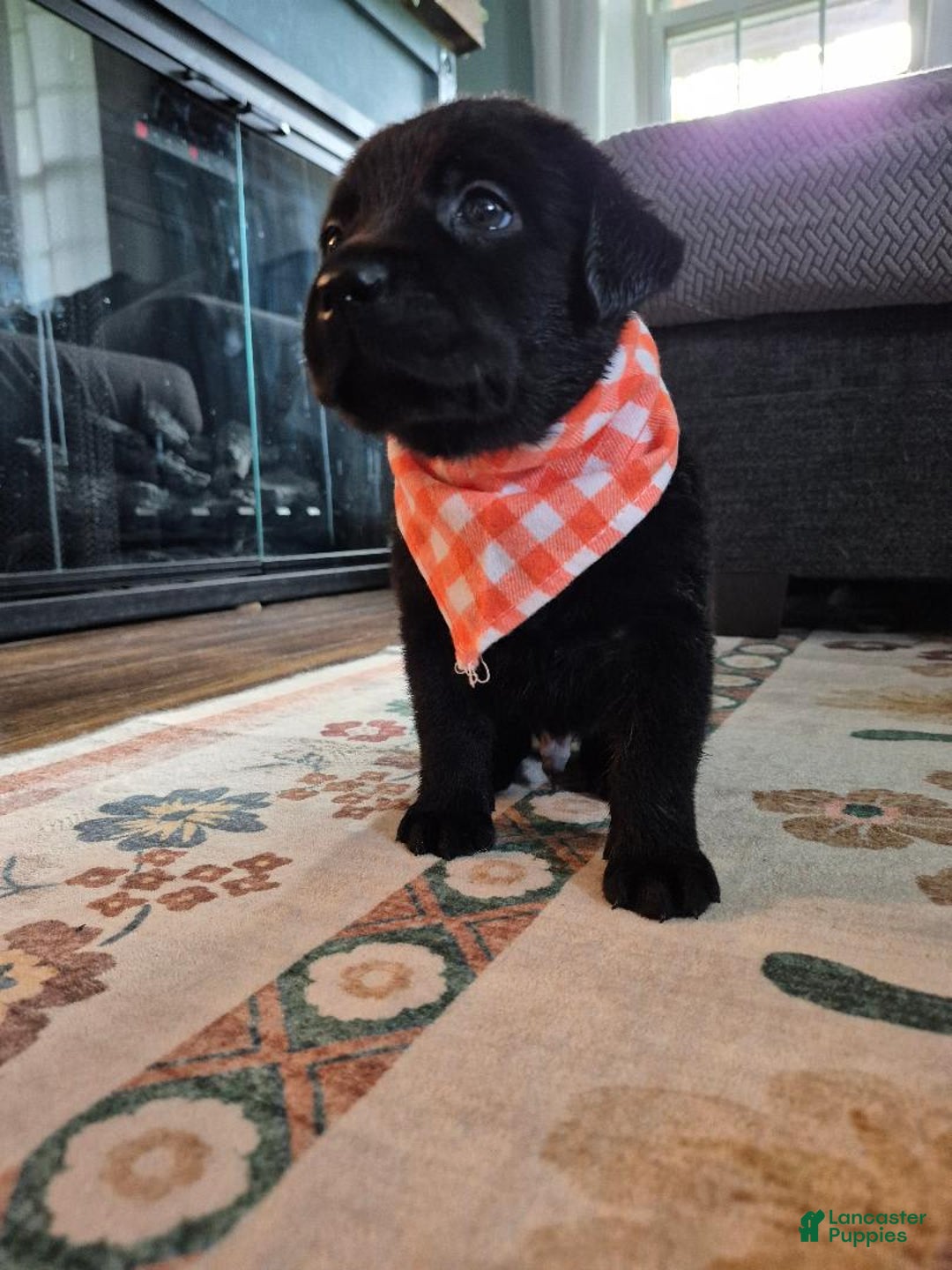 Labrador Retriever dogs for sale: Michael Scott - Image 4
