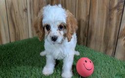 Cavapoo dogs for sale: Fiona Girl 1 - Image 5