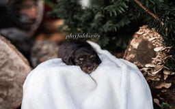 Miniature Dachshund dogs for sale: Black And Tan Girl - Image 7