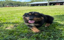 Miniature Australian Shepherd dogs for sale: F-Brown - Image 1