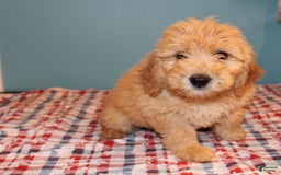 Mini Goldendoodle dogs for sale: May Mini - Image 12