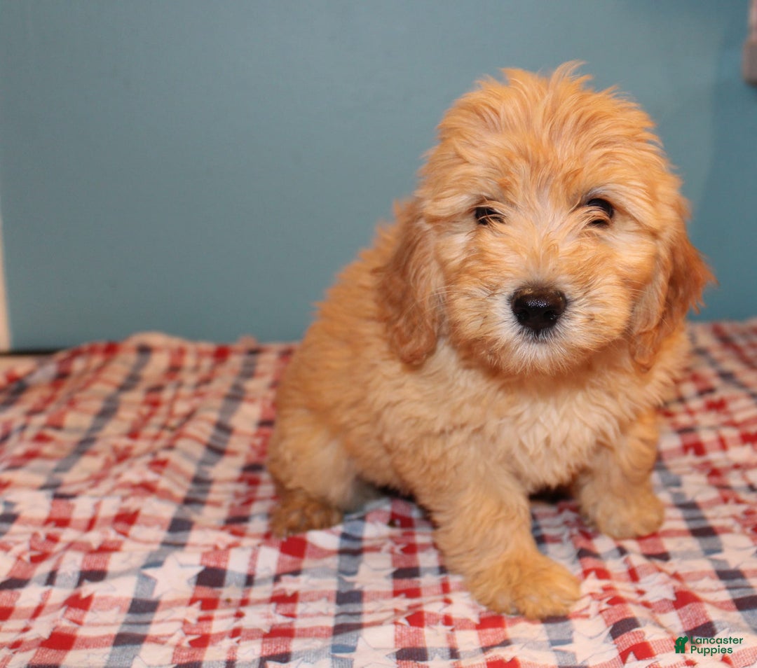 Mini Goldendoodle dogs for sale: May Mini - Image 12