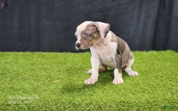 Catahoula Leopard Dog dogs for sale: Diamond 2025 F1 - Image 9