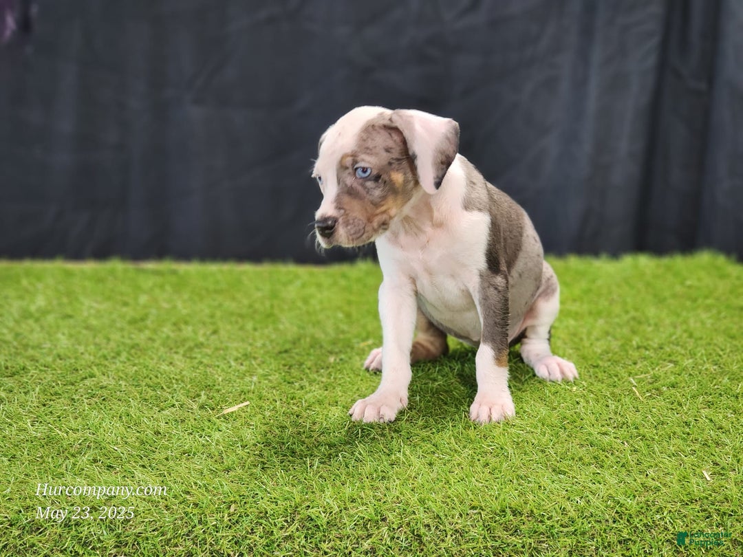 Catahoula Leopard Dog dogs for sale: Diamond 2025 F1 - Image 9