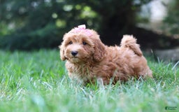Schnoodle dogs for sale: Tasha - Image 3