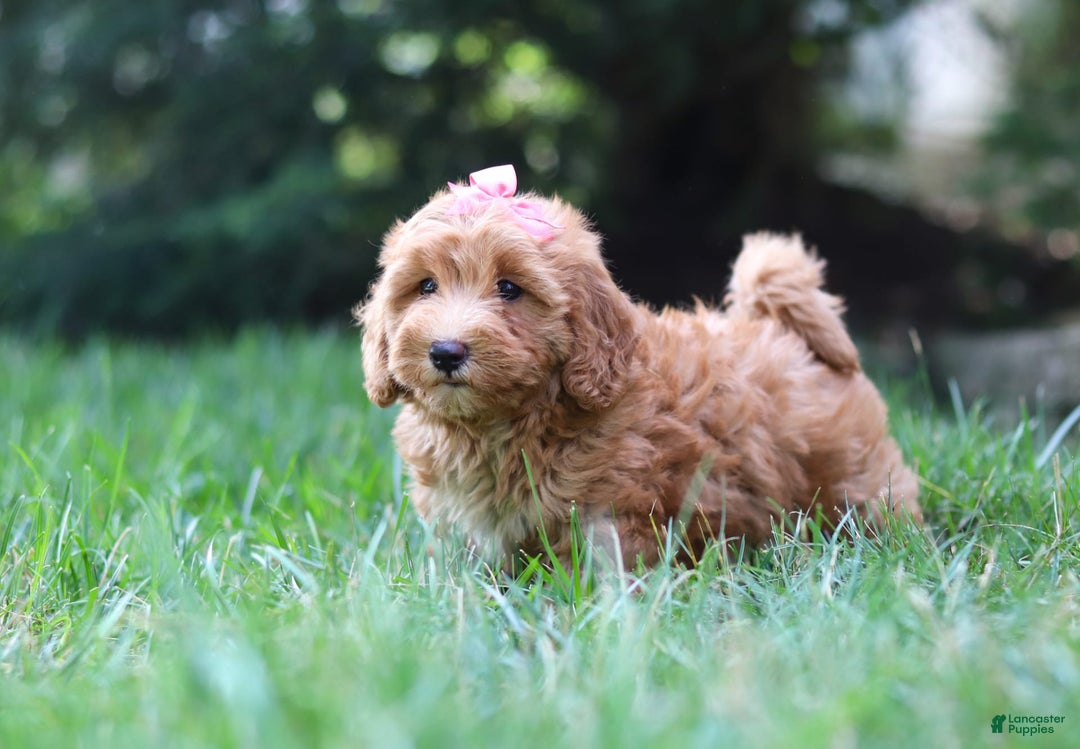 Schnoodle dogs for sale: Tasha - Image 3