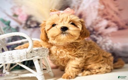 Maltipoo dogs for sale: Dark Pink Collar - Image 18