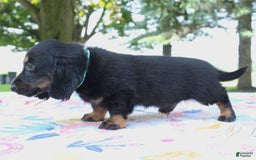 Miniature Dachshund dogs for sale: Mystery - Image 8
