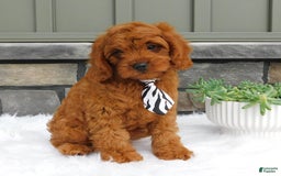Cavapoo dogs for sale: Mitt - Image 5