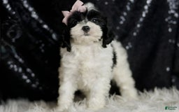 Cavapoo dogs for sale: Mindy - Image 3