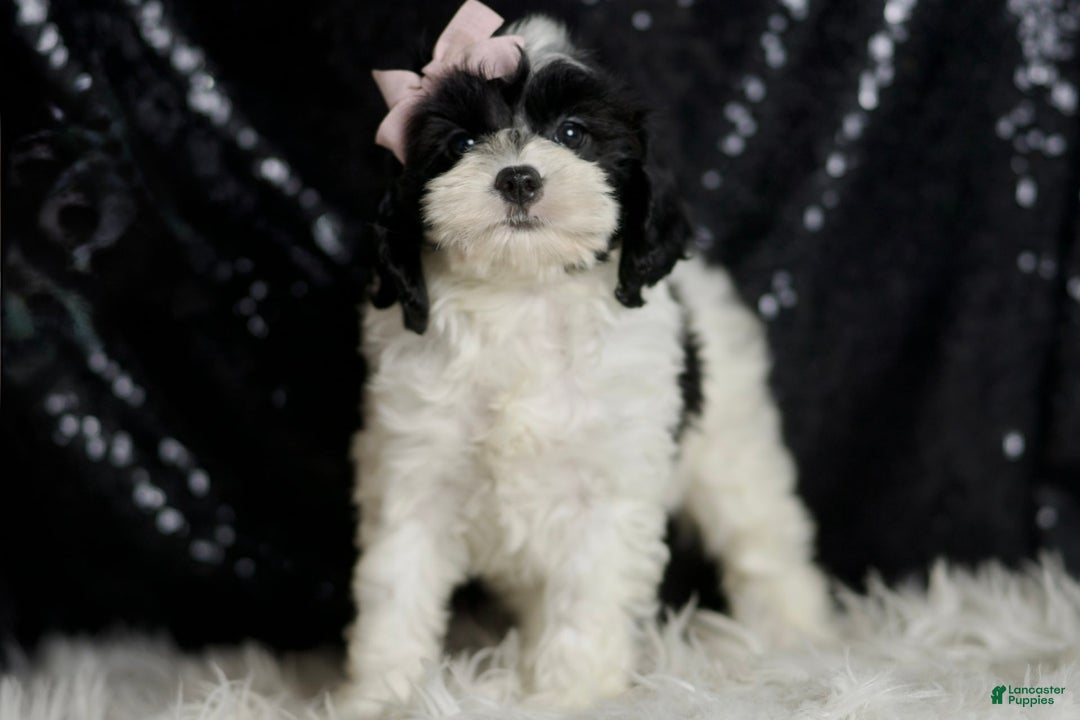 Cavapoo dogs for sale: Mindy - Image 3