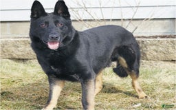 German Shepherd dogs for sale: Beauty - Image 9