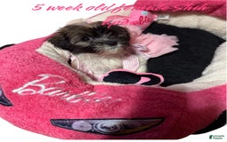 Shihpoo dogs for sale: Sweet - Image 4