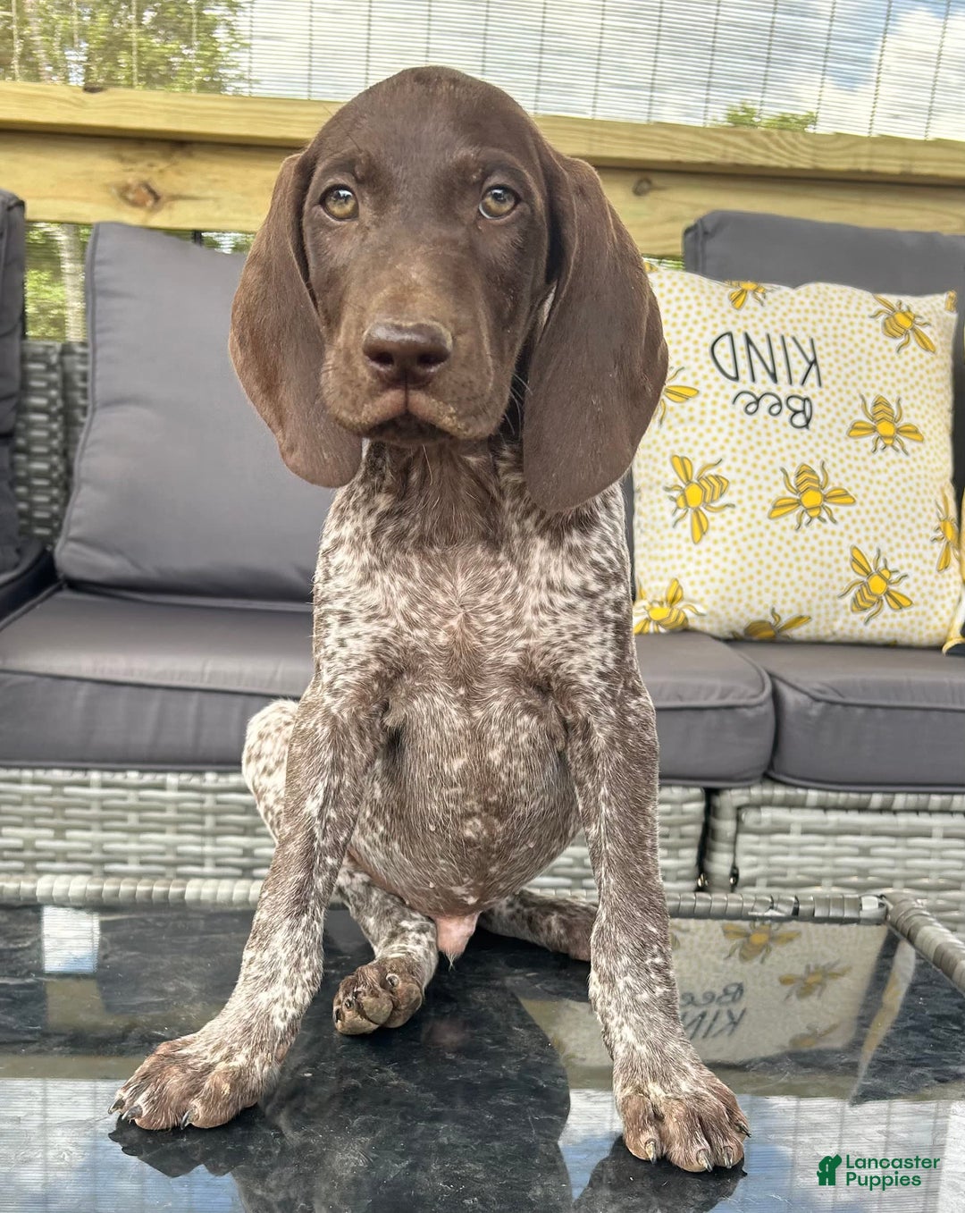 German Shorthaired Pointer dogs for sale: Hunter - Image 4