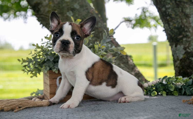 Frenchton dogs for sale - Ad 1