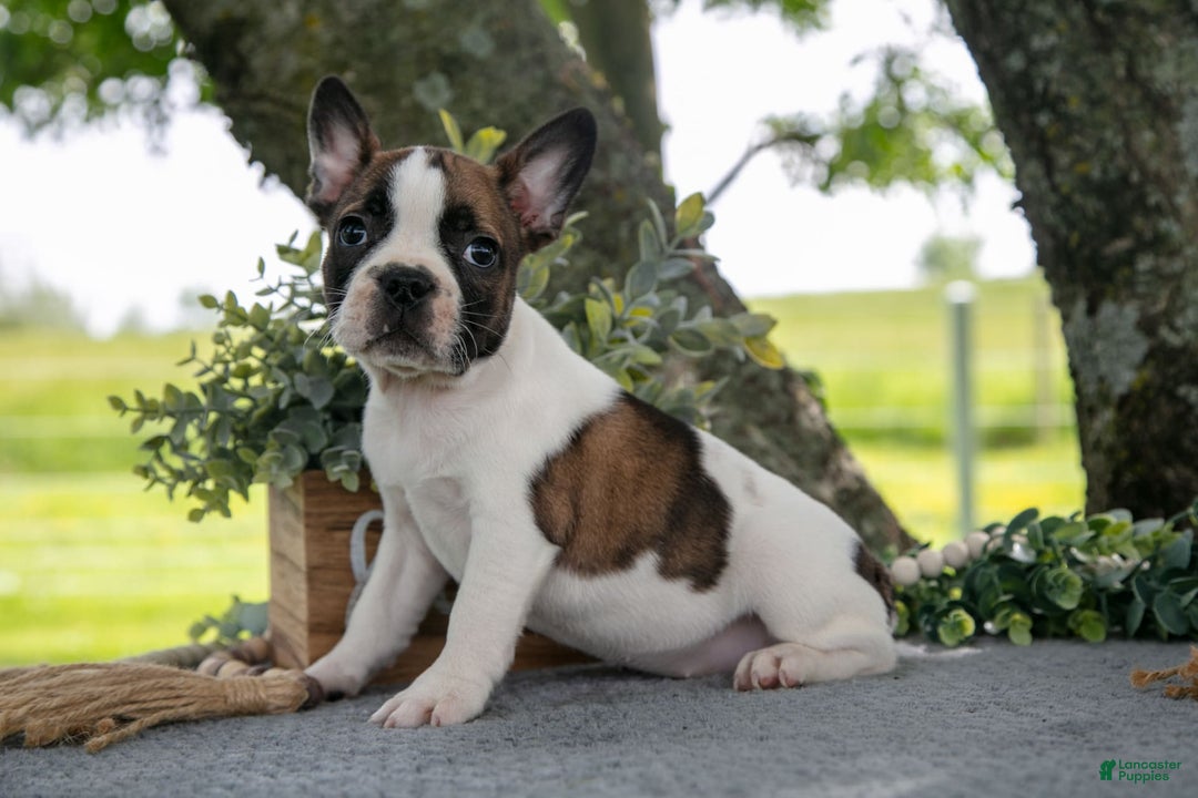 Frenchton dogs for sale: Mollie - Image 1
