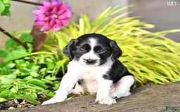English Springer Spaniel dogs for sale: Lucy - Image 5