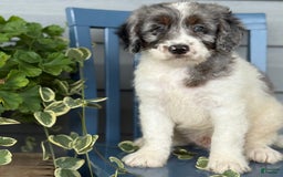 Mini Bernedoodle dogs for sale: Kaiser - Image 5