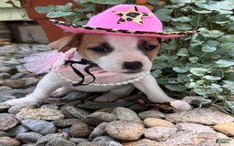 Jack Russell Terrier dogs for sale: Miley - Image 5