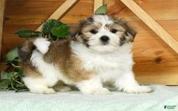 Teddy Bear dogs for sale: Wells - Image 9