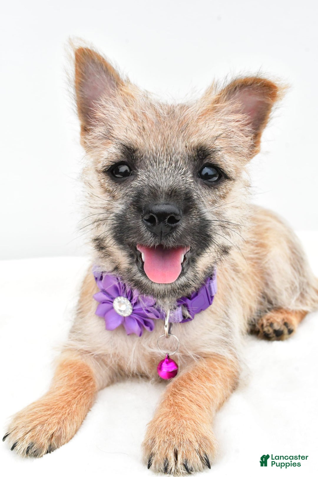 Cairn Terrier dogs for sale: Carla - Image 2