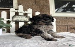 Miniature Poodle dogs for sale: Chloe - Image 2