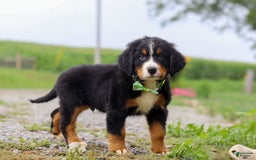 Bernese Mountain Dog dogs for sale: Bernese Mountain Dog 6 puppies - Image 12