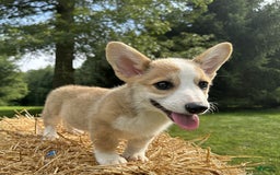 Welsh Corgi Pembroke dogs for sale: Molly - Image 22