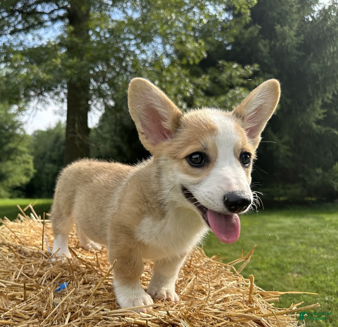 Welsh Corgi Pembroke dogs for sale: Molly - Image 22