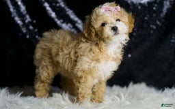 Maltipoo dogs for sale: Willow - Image 4