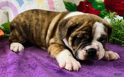 English Bulldog dogs for sale: Alex - Image 1
