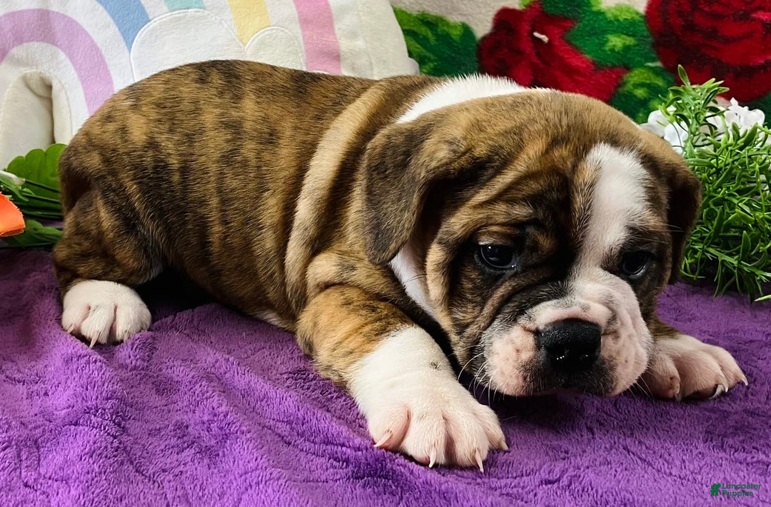 English Bulldog dogs for sale: Alex - Image 1