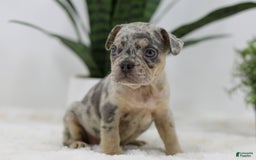 French Bulldog dogs for sale: French Bulldog 5 puppies - Image 24