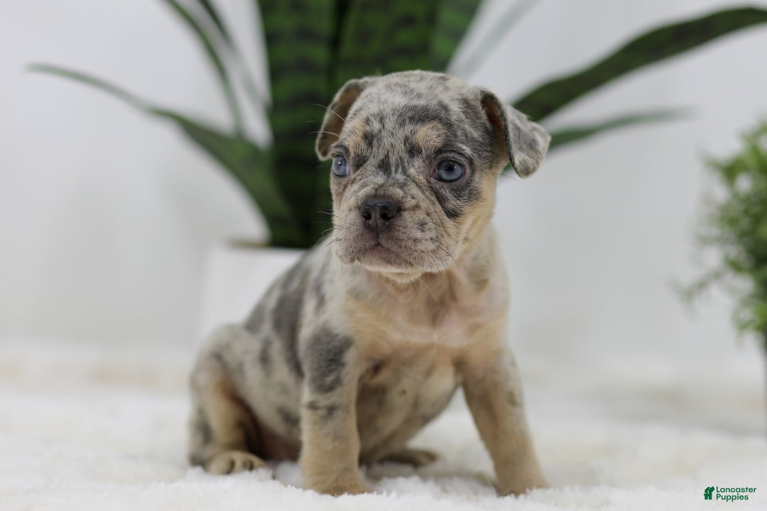 French Bulldog dogs for sale: French Bulldog 5 puppies - Image 24